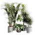 indoor plants 124 – plant collections in pot - Thumbnail 5