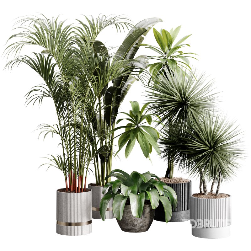 indoor plants 124 – plant collections in pot Image 5