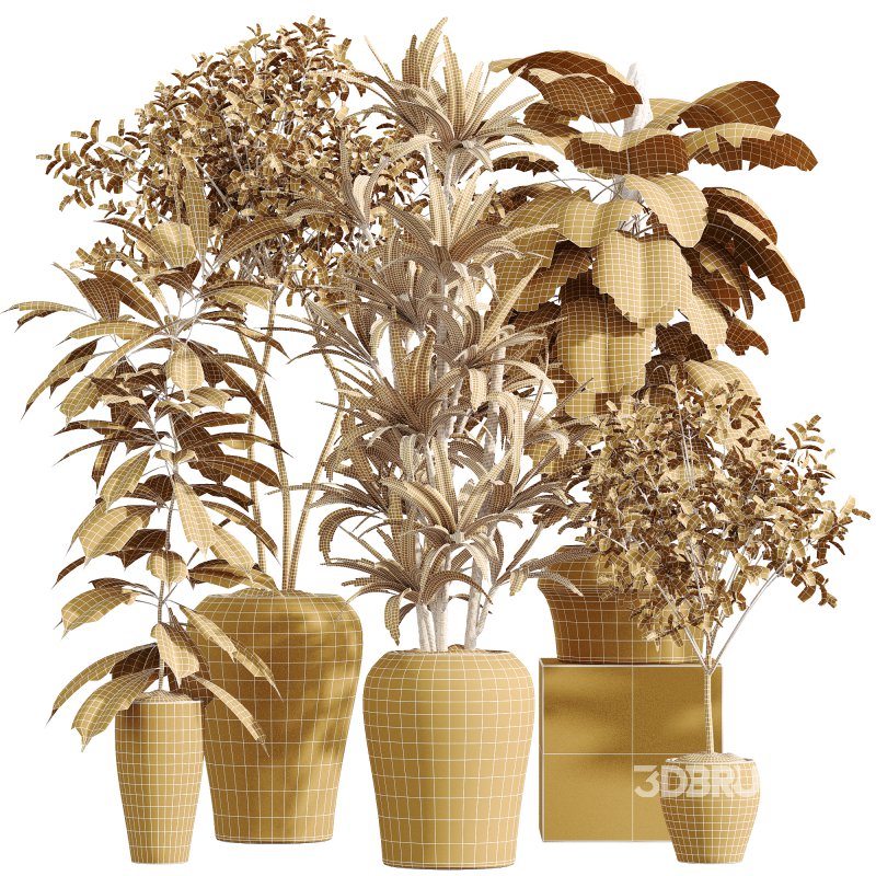 AV Indoor Plants Set 259 Olive Eucalyptu and Dracaena Warnecki and Monstera Deliciosa Image 6