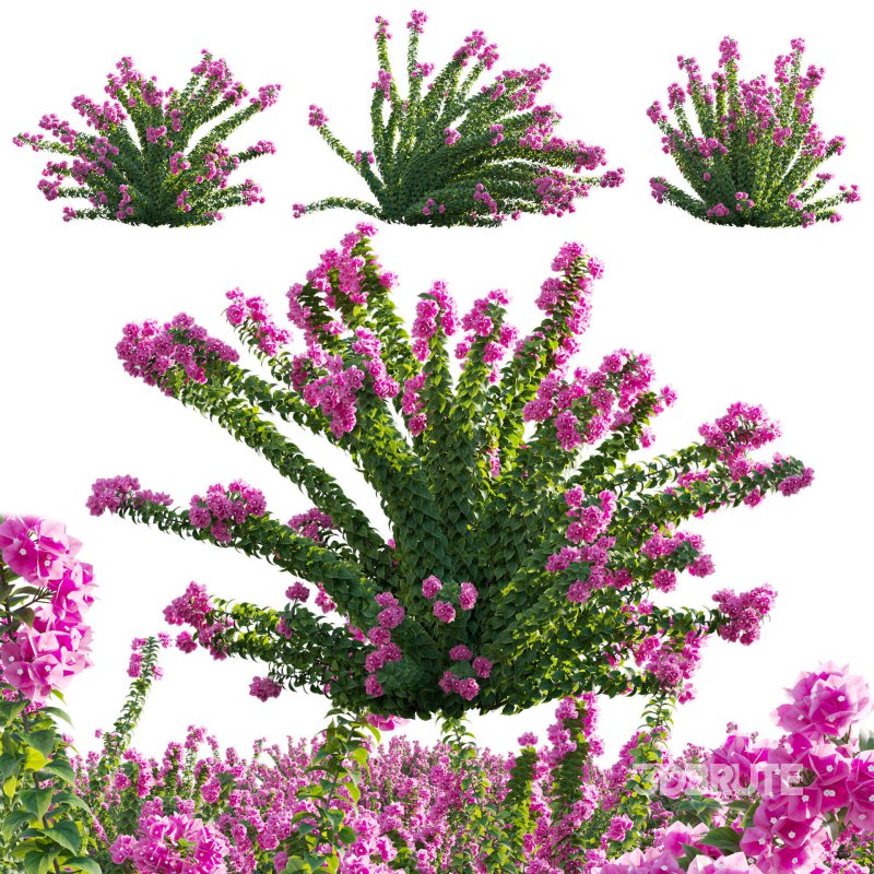 Bougainvillea – Paper Flower 01 Image 1