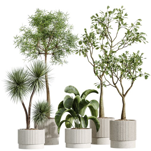AV Indoor Plants Set 281 Ficus Marginata Yucca Palm Banana Nicolai