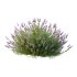 plant bush Flower Lavandula Stoechas 02 - Thumbnail 2