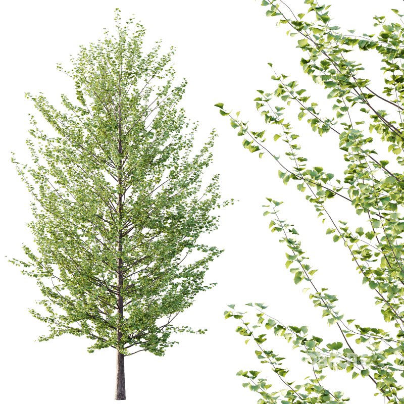 Maidenhair Ginkgo Biloba Tree 07 Image 5