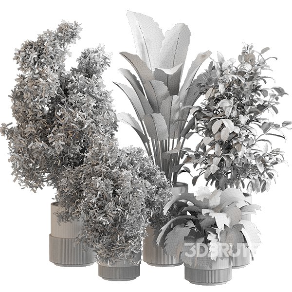 Indoor Plant Set 0154 Image 5