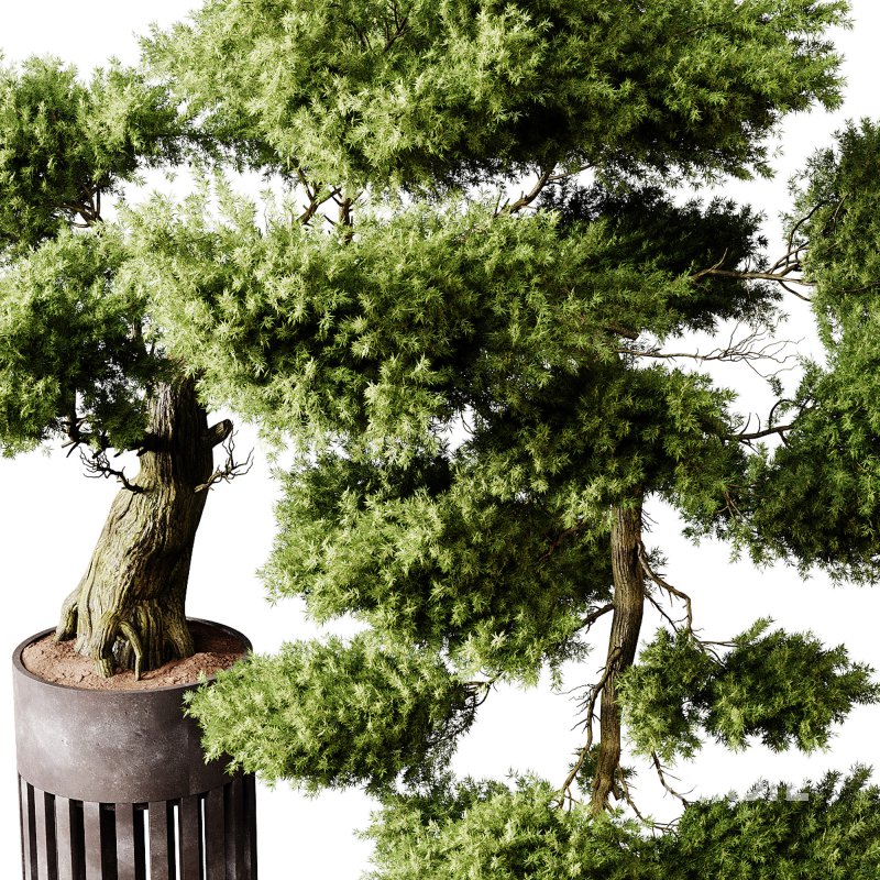 Indoor plants 73 – Bonsai Plant in pot Image 3