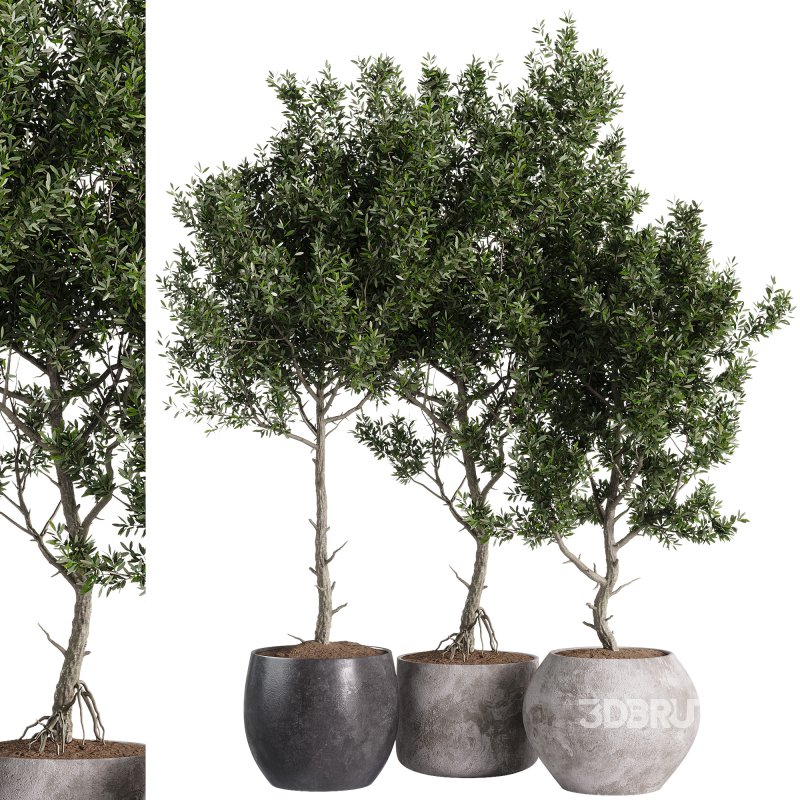 indoor plants – 44 plant in pot Image 3