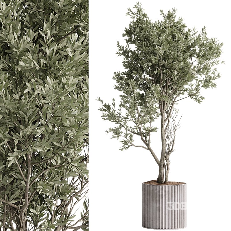 indoor plants – 57 plant in pot Image 5