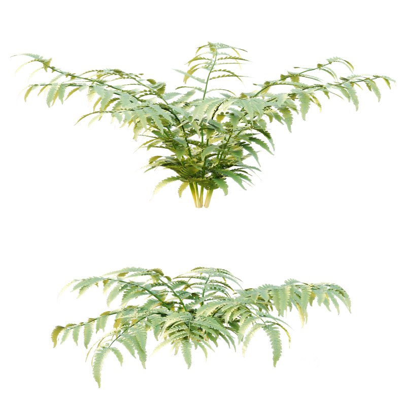 Macrothelypteris torresiana Fern bush 03 Image 7