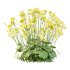 Alchemilla mollis flower Plant 02 - Thumbnail 4
