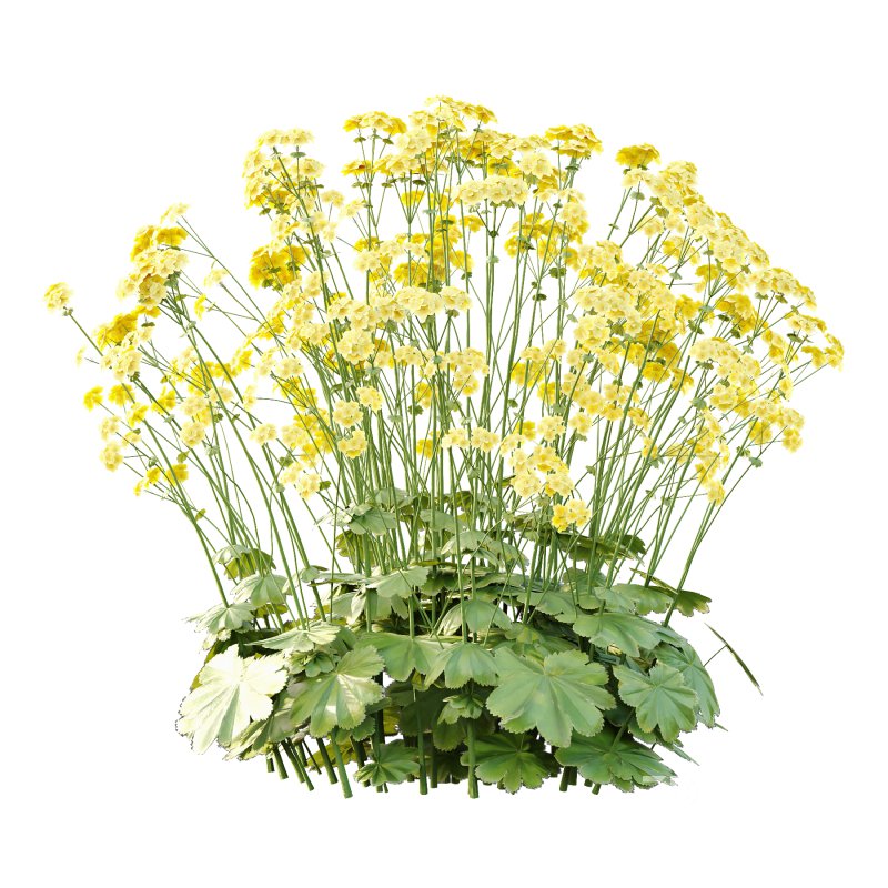 Alchemilla mollis flower Plant 02 Image 4