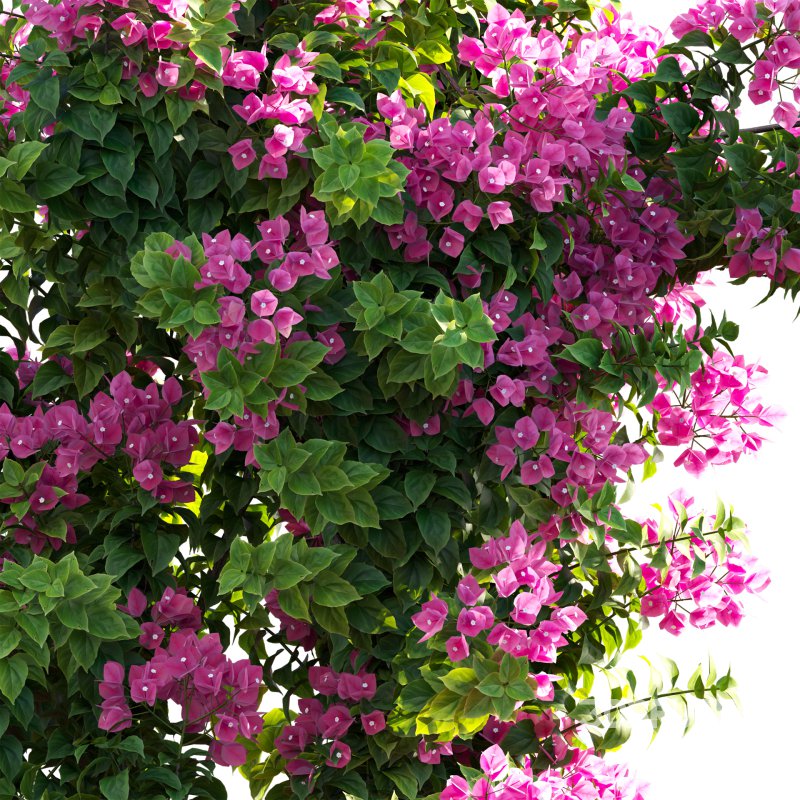 Bougainvillea – Paper Flower 03 Image 3