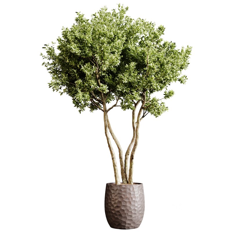 Indoor plants 78 – Plant in pot Image 3