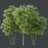AV 8 different trees Bamboo Bambusoideae and Celtis Australis - Thumbnail 7