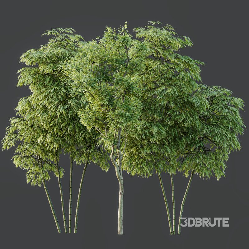 AV 8 different trees Bamboo Bambusoideae and Celtis Australis Image 7