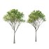 Acer Pseudoplatanus spring trees 06 - Thumbnail 3