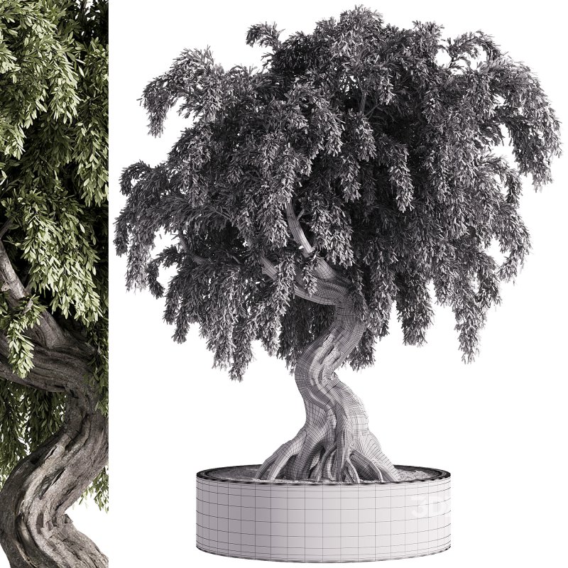 indoor plants – 49 plant in pot Image 1