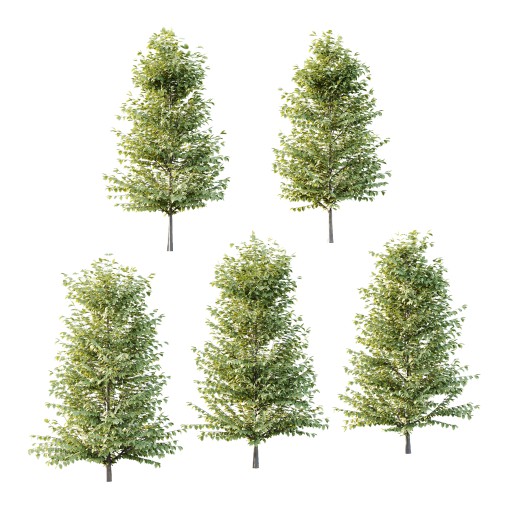 Fagus Grandifolia Tree 04