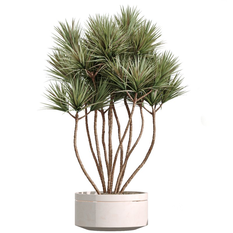 AV Indoor Plants Set 254 Sansevieria Olive Yucca Excelsa Palm Paradise Bird Image 3