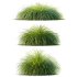 ntal grass native to moist meadows across Europe and western Asia. Its arching lime-yellow blades form dense mounds that shimmer in the light, offering a soft, flowing texture ideal for borders, ground covers, and contemporary garden compositions. - Thumbnail 3