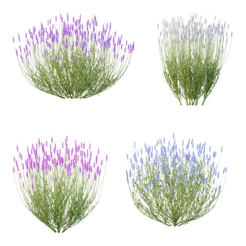 plant bush Flower Lavandula pedunculata 04