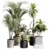 indoor plants 107 – plant collections in pot - Thumbnail 5
