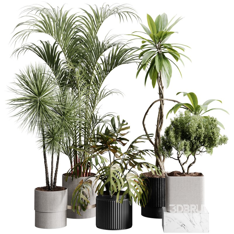 indoor plants 107 – plant collections in pot Image 5