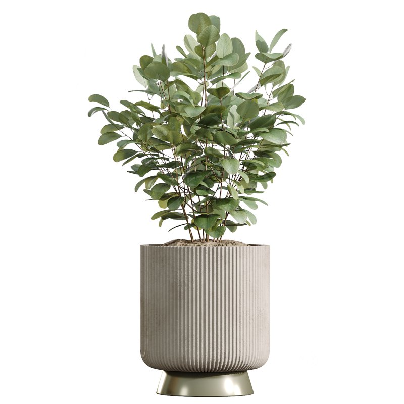 ntal plant is admired for its linear variegated foliage, offering a strong vertical structure. Image 10