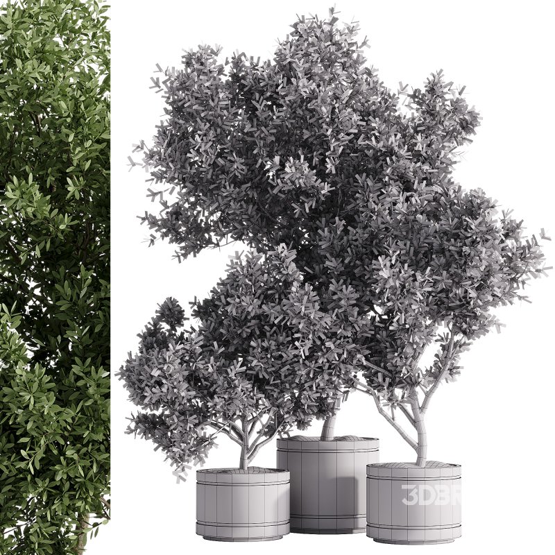 indoor plants – 42 plant in pot Image 2