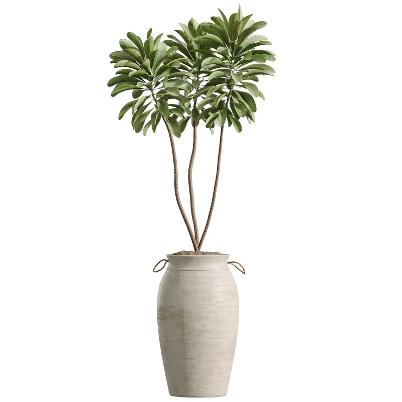 AV Indoor Plants Set 253 Monstera Drupifera Warneckii Schefflera Rhapis Excelsa Image 1