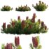 Banksia spinulosa – Hairpin Banksia 03 - Thumbnail 1