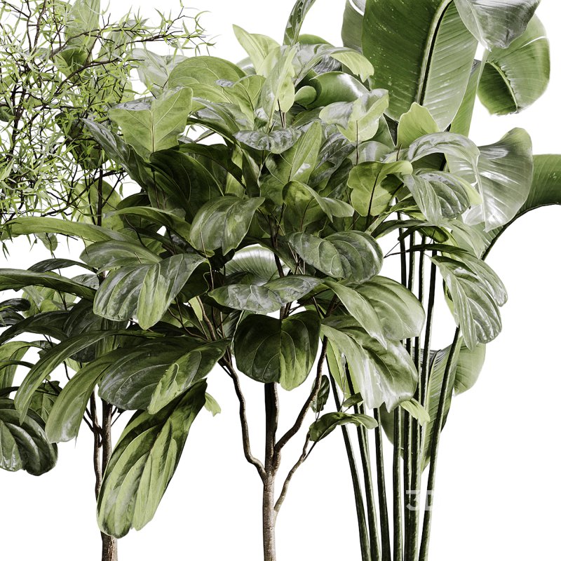 indoor plants 110 – plant collections in pot Image 4