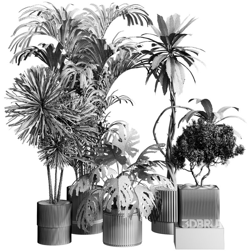 indoor plants 107 – plant collections in pot Image 3