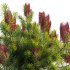 Banksia spinulosa – Hairpin Banksia 03 - Thumbnail 4