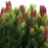 Banksia spinulosa – Hairpin Banksia 04 - Thumbnail 3