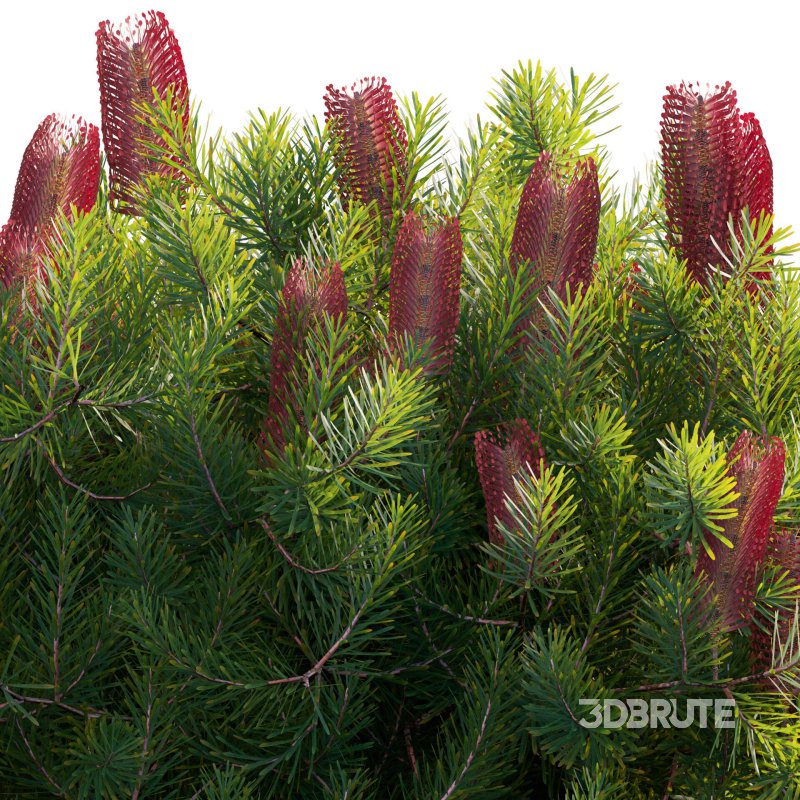Banksia spinulosa – Hairpin Banksia 04 Image 3