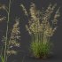 ntal grasses—**Celtica gigantea** (Golden Oats Grass) and **Nassella tenuissima** (Mexican Feather Grass)—curated for naturalistic, windswept landscapes and high-end 3D visualizations. - Thumbnail 9