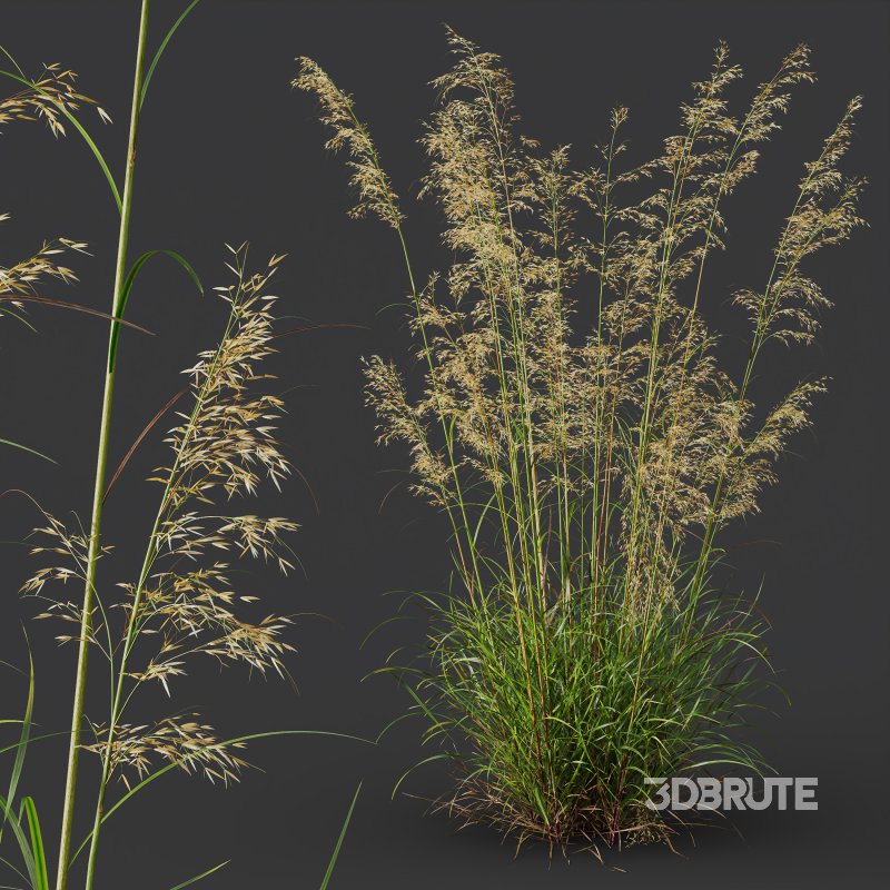 ntal grasses—**Celtica gigantea** (Golden Oats Grass) and **Nassella tenuissima** (Mexican Feather Grass)—curated for naturalistic, windswept landscapes and high-end 3D visualizations. Image 9