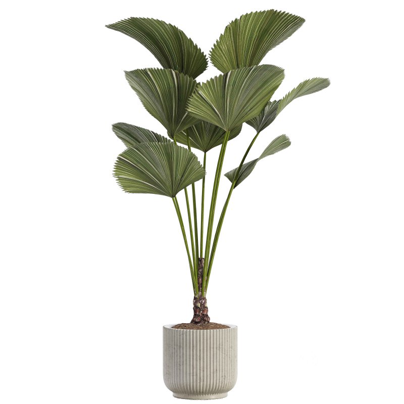 Indoor Plant 04 – Licuala Palm Image 2