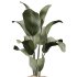 AV Indoor Plants Set 248 Pelagio Palm and Yucca Elephantipes and Cuban Cigar and Olive Elegant and Peace Lily - Thumbnail 2