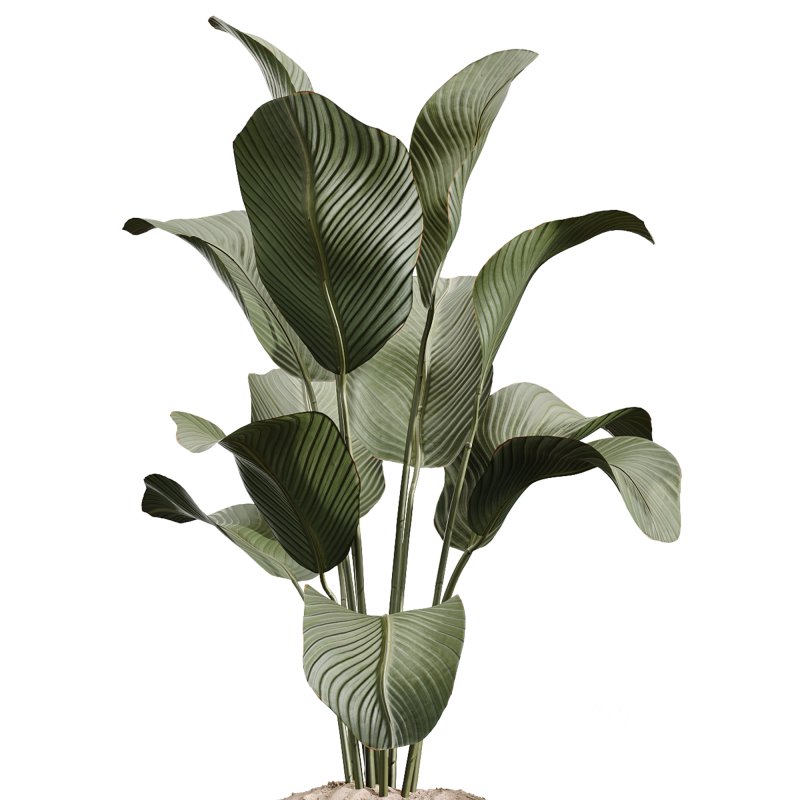 AV Indoor Plants Set 248 Pelagio Palm and Yucca Elephantipes and Cuban Cigar and Olive Elegant and Peace Lily Image 2