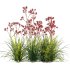 Anigozanthos flavidus – Kangaroo Paw 04 - Thumbnail 2