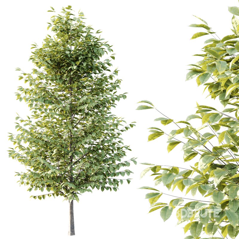 Fagus Grandifolia Tree 04 Image 2