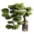Indoor plants 73 – Bonsai Plant in pot - Thumbnail 6