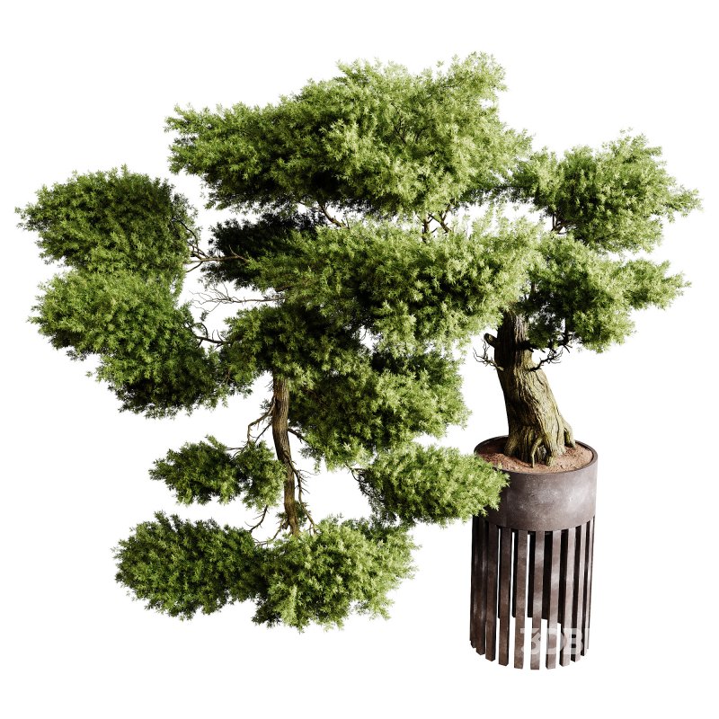 Indoor plants 73 – Bonsai Plant in pot Image 6