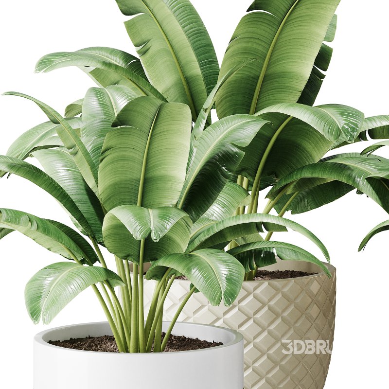 Spathiphyllum wallisii flower Image 4