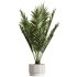 AV Indoor Plants Set 276 Olive Elegant Mission and Banana Strelitzia Nicolai and Areca Palm - Thumbnail 4