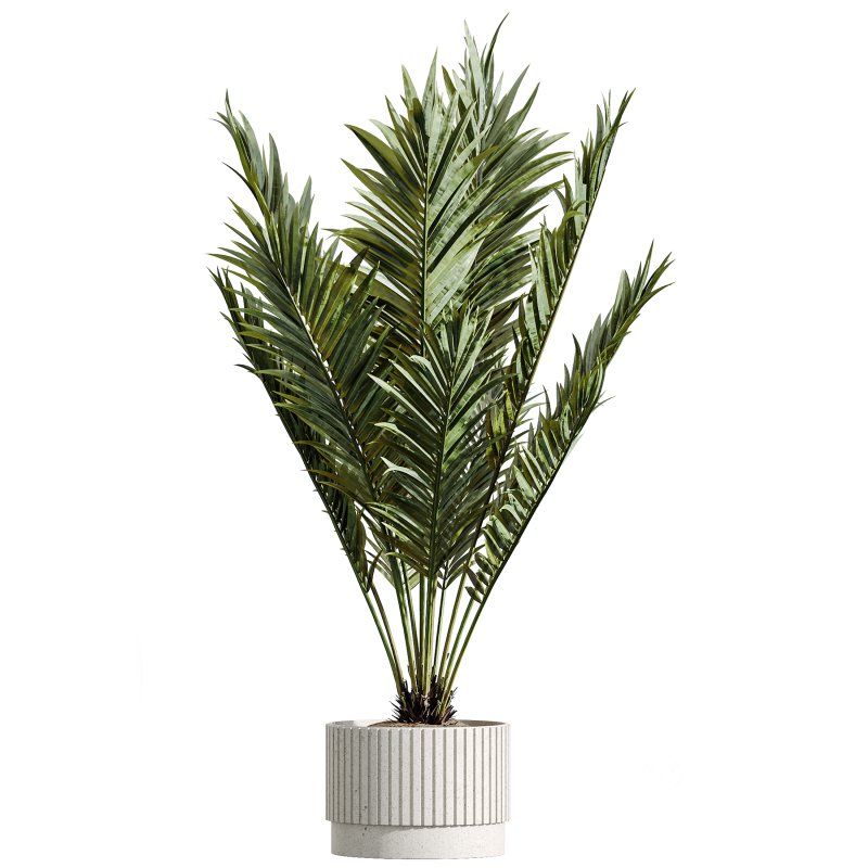 AV Indoor Plants Set 276 Olive Elegant Mission and Banana Strelitzia Nicolai and Areca Palm Image 4
