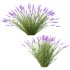 plant bush Flower Lavandula pedunculata 05 - Thumbnail 5