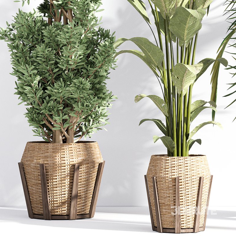 Indoor collection plants set 03 Image 5