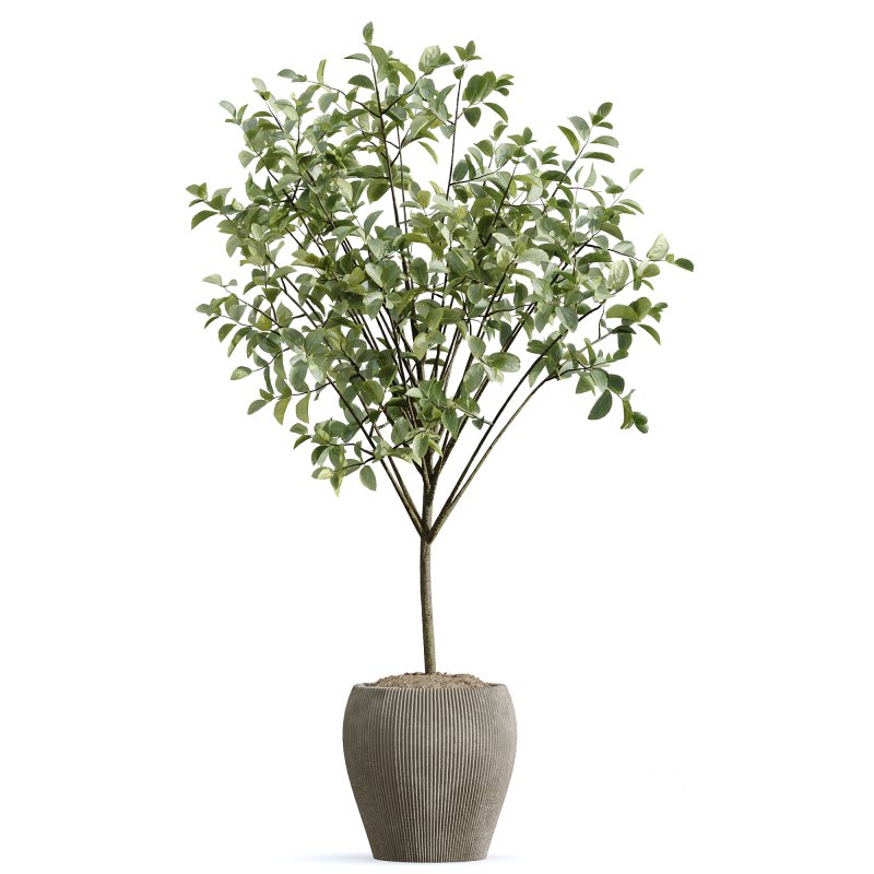 AV Indoor Plants Set 259 Olive Eucalyptu and Dracaena Warnecki and Monstera Deliciosa Image 2